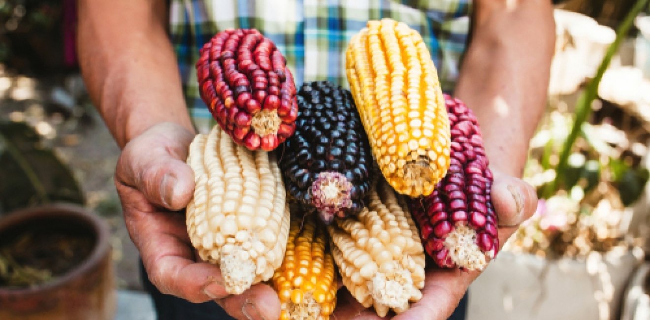 The GMO Corn Case