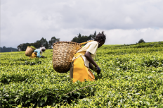 African women harvest tea leaves near Nandi Hills, Kenya.