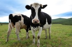 Two Chinese Dairy Cows