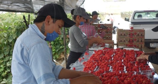 Berry picking in Mexico