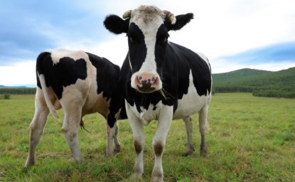 Two Chinese Dairy Cows