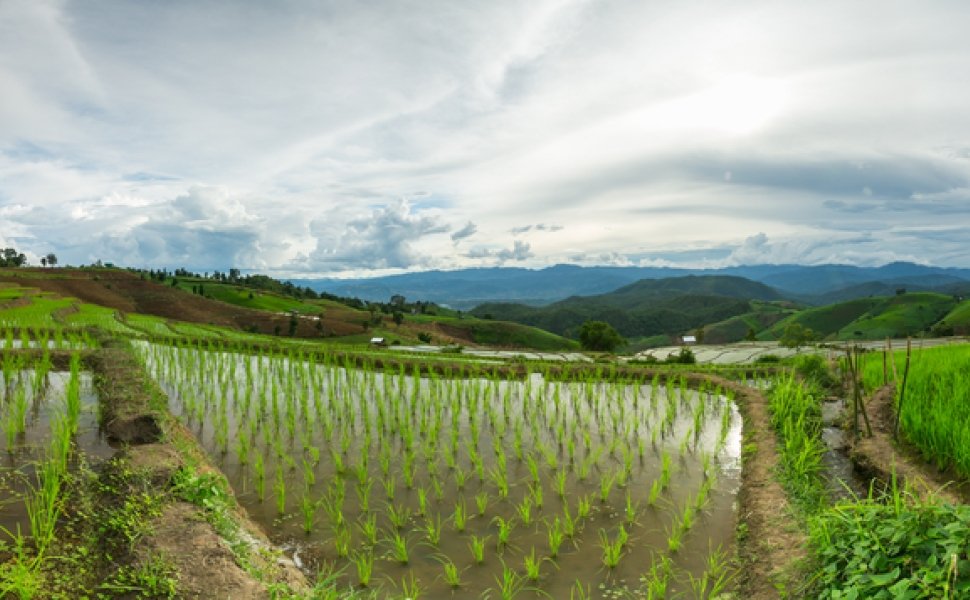 Rice Fields