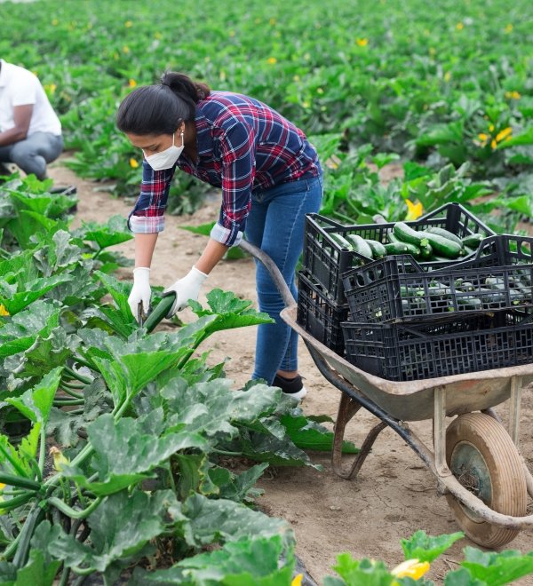 International team of farm workers wearing medical face masks harvesting zucchini. Concept of work in context of coronavirus pandemic