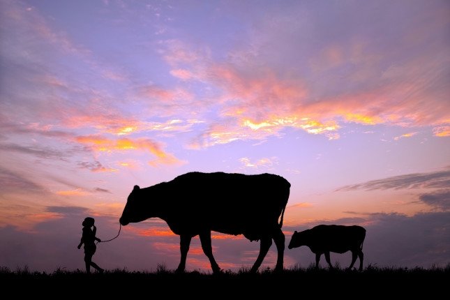 josie cow header