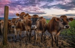 happy cows