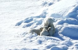 Polar bears Robin Wright 8