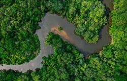 Jungle and river in the Amazon